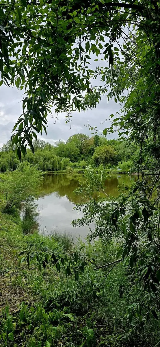 Balta lui Petru