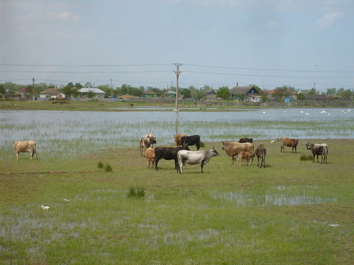 Canalul Caraorman (intrarea în Lacul Puiu)